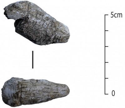 Figure 6. Carved and incised bone animal head (RN 140226).